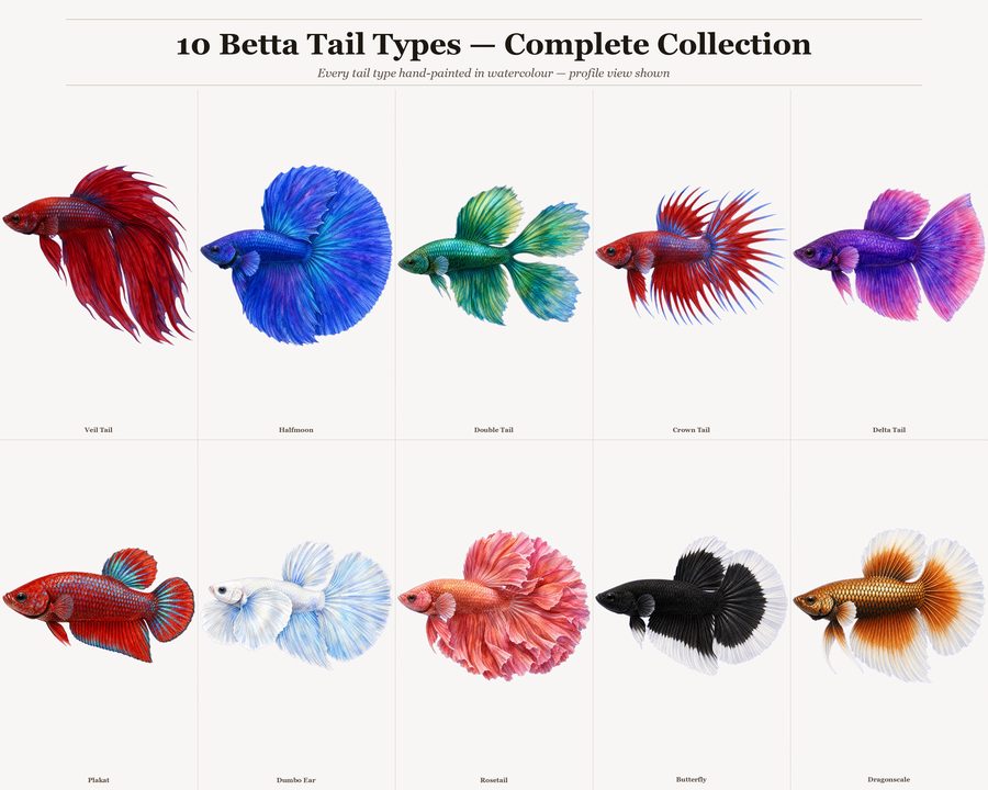 Betta preview