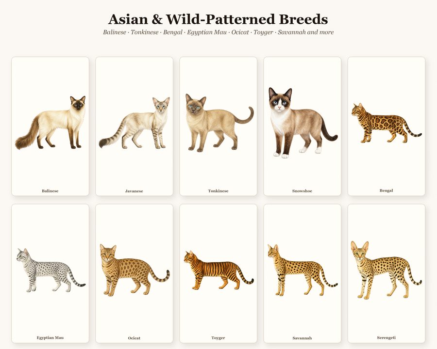 Cats preview