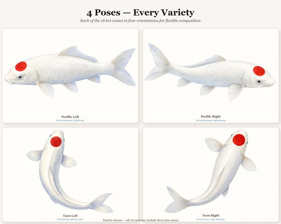 Koi preview