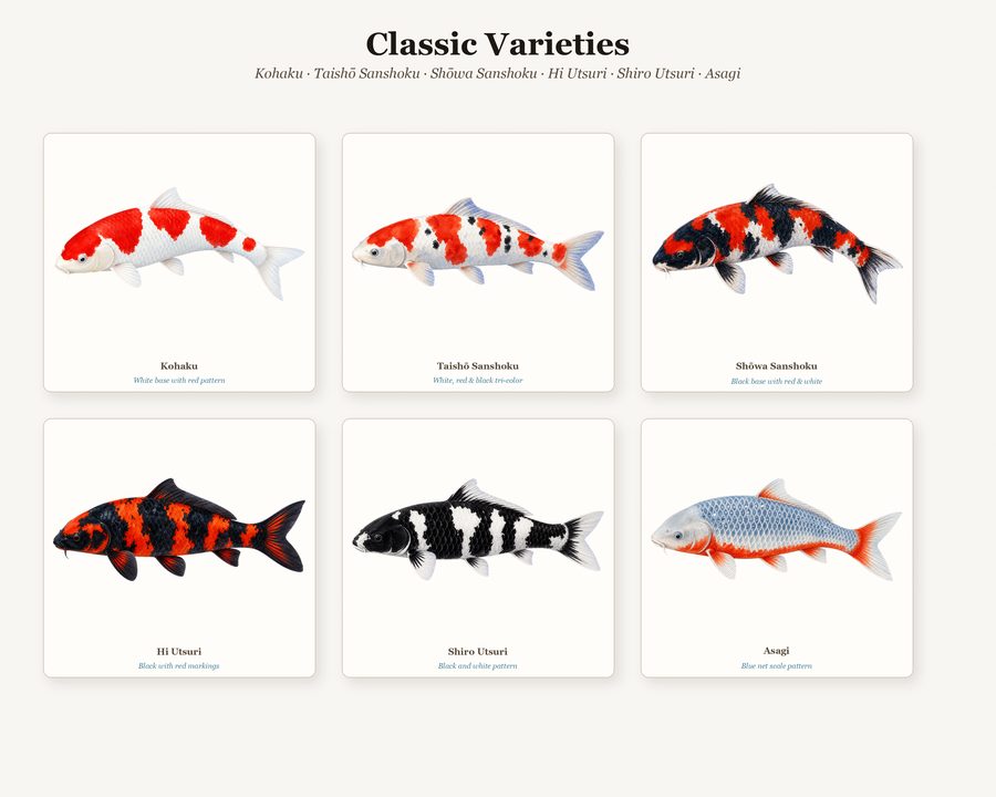 Koi preview