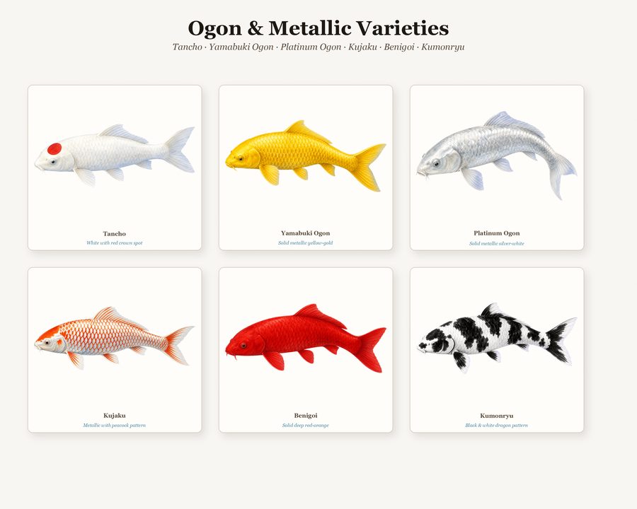 Koi preview