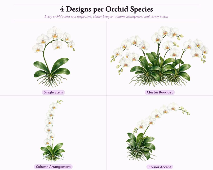 Orchids preview