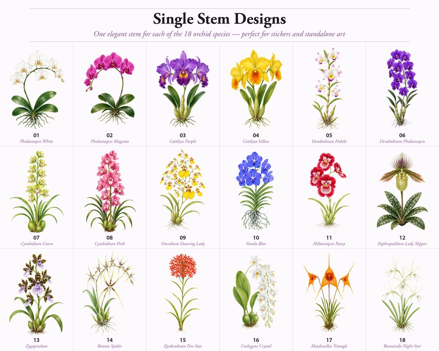 Orchids preview