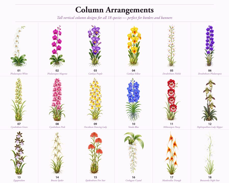 Orchids preview