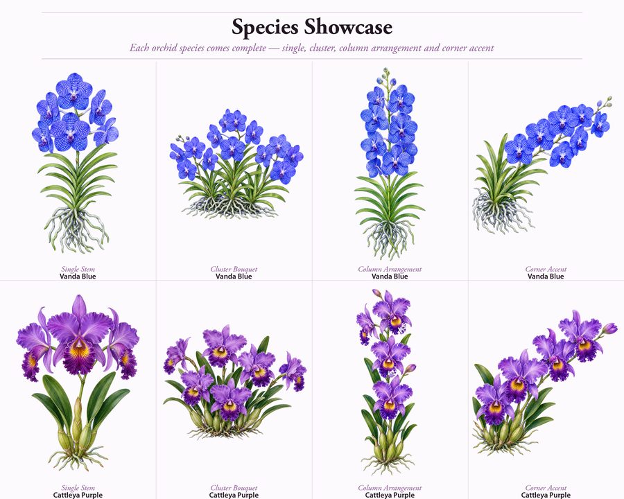 Orchids preview