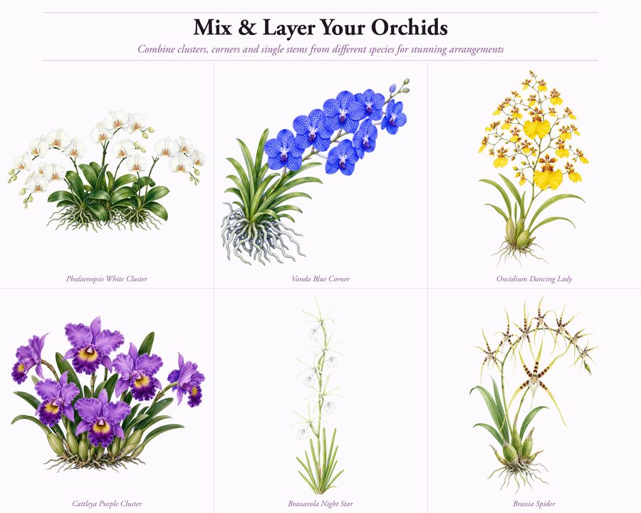 Orchids preview