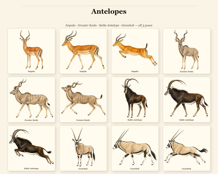 Safari Animals preview