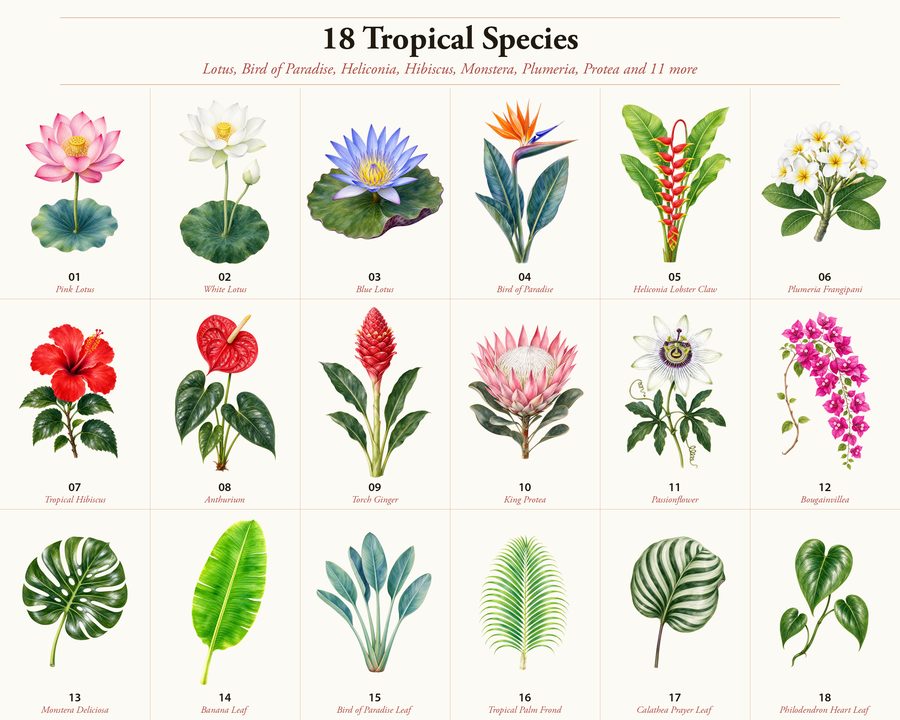 Tropical preview